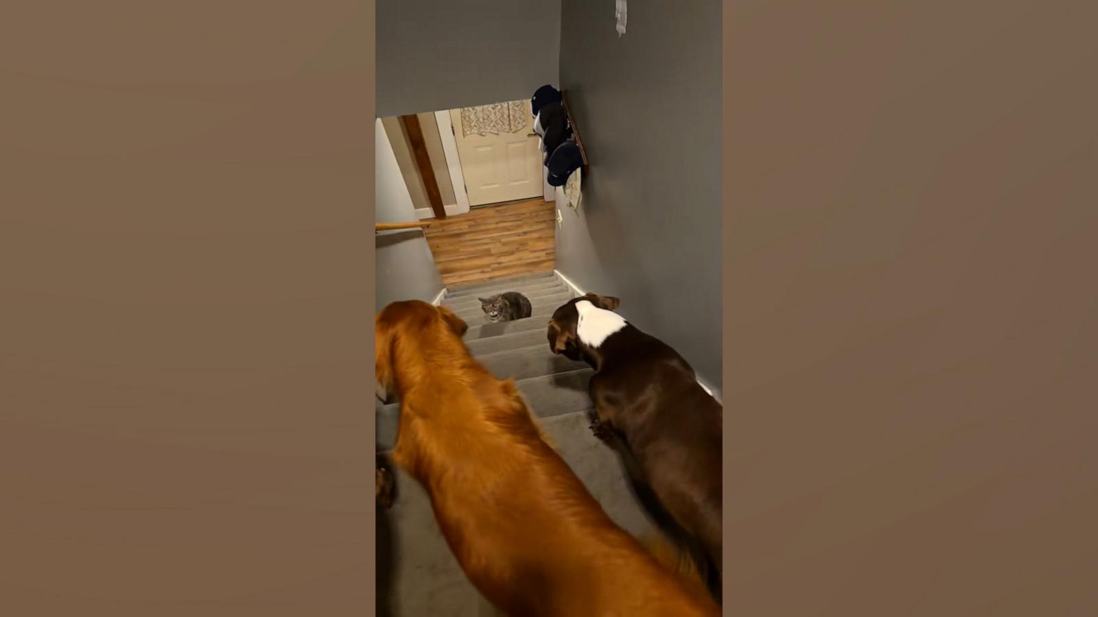 VIDEO: Cat's ruthless stare prevents dog siblings from going down the steps