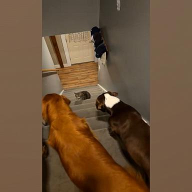 VIDEO: Cat's ruthless stare prevents dog siblings from going down the steps