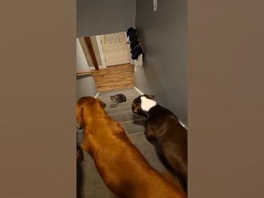 WATCH:  Cat's ruthless stare prevents dog siblings from going down the steps