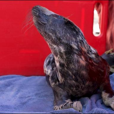 VIDEO: Rescued baby settles in at Connecticut aquarium