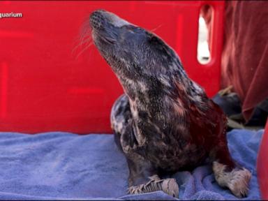 WATCH:  Rescued baby seal settles in at Connecticut aquarium