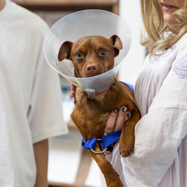 Motorists stopped traffic to rescue Henry before he was taken to the San Diego Humane Society.