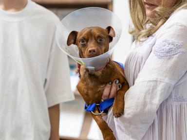 WATCH:  2-year-old chihuahua found sprinting on highway reunited with family