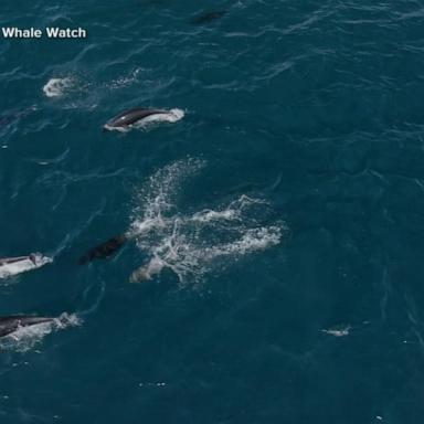 VIDEO: Captain spots dolphin ‘super pod’ off California coast