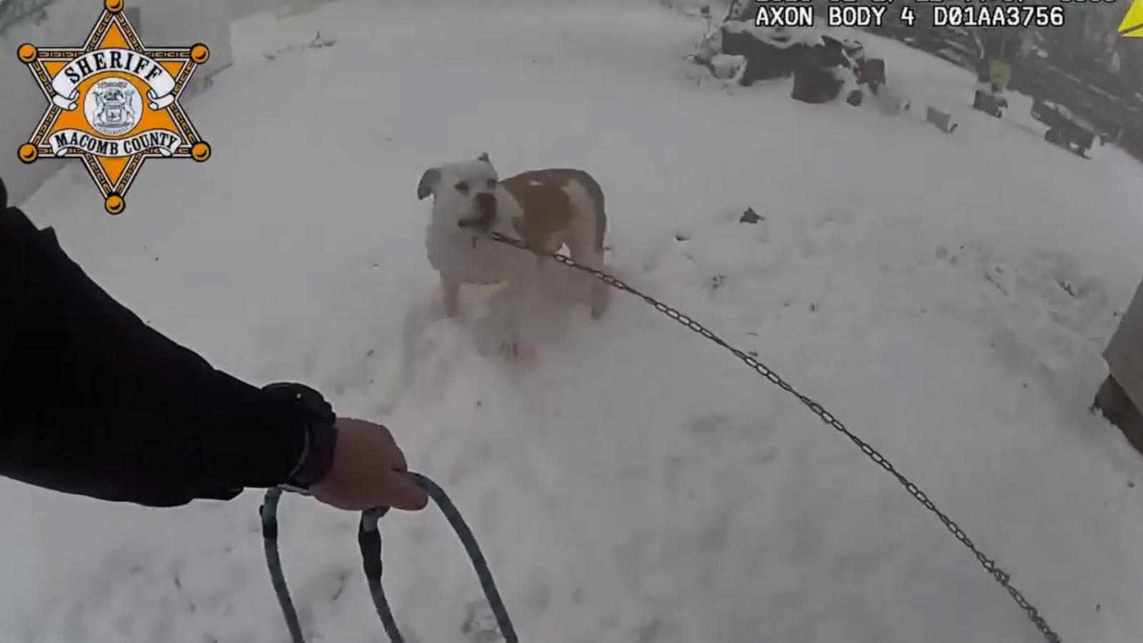 A Michigan police officer sprang into action to rescue a dog who was tied to a house that had caught fire.