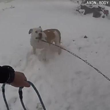 A Michigan police officer sprang into action to rescue a dog who was tied to a house that had caught fire. 