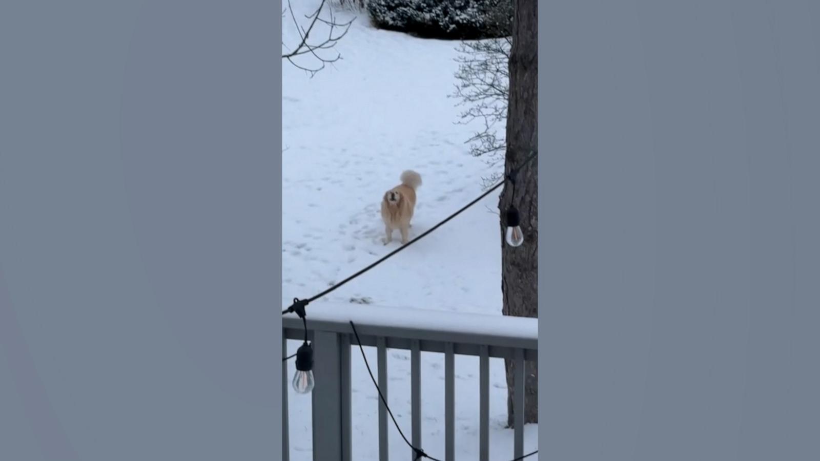 Willie was very excited to go outside to see him!