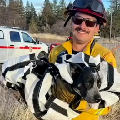 VIDEO: Firefighters save dog stranded on cliff ledge 