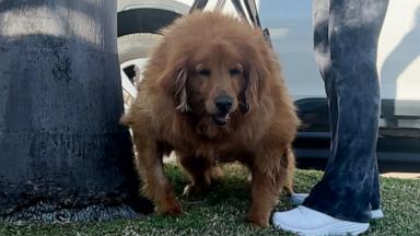 Viral dog becomes honorary member of Miami Beach Police Video