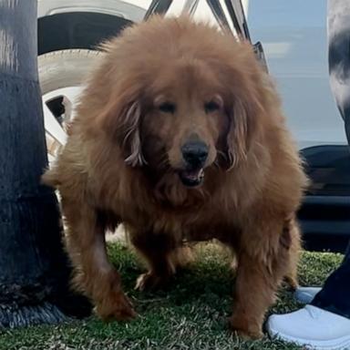 VIDEO: Golden Retriever who was obese and couldn't stand now loves chasing tennis balls