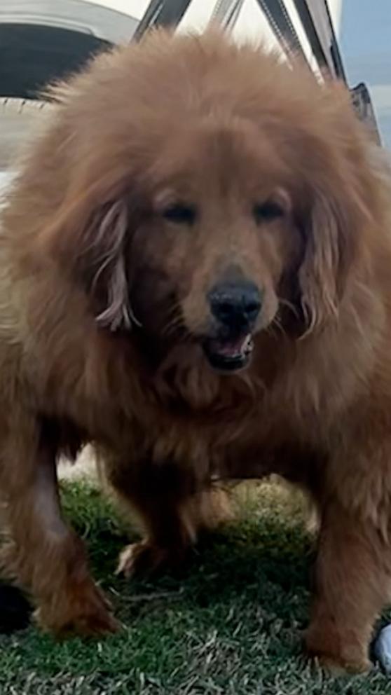 VIDEO: Golden Retriever who was obese and couldn't stand now loves chasing tennis balls