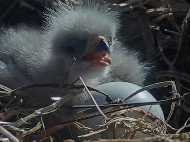 WATCH:  Beloved bald eagle couple welcomes 2 new chicks, their 1st hatchlings in 3 years