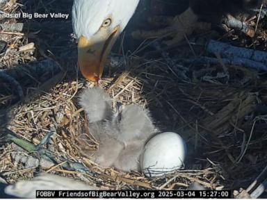 WATCH:  Famous bald eagles welcome eaglets