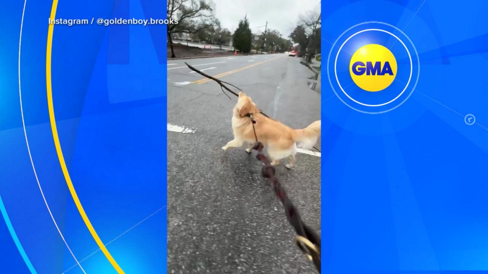 WATCH:  Golden retriever takes ‘retriever’ identity very seriously