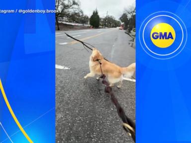 WATCH:  Golden retriever takes 'retriever' identity very seriously