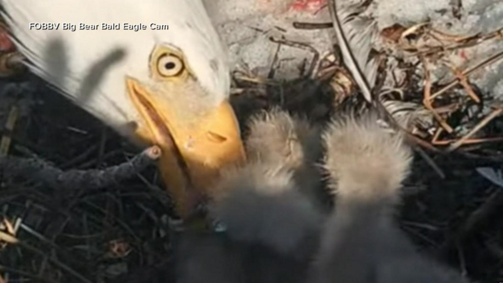 WATCH:  3rd eaglet is officially here