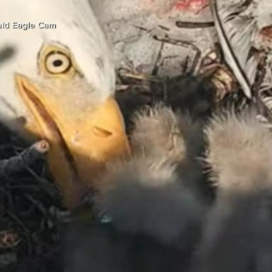 VIDEO: 3rd eaglet is officially here