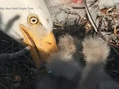 WATCH:  3rd eaglet is officially here