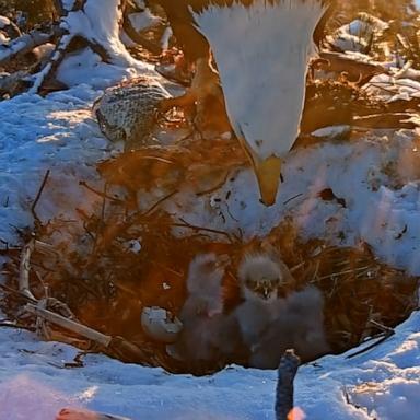 Big Bear bald eagles Jackie and Shadow, whose nest is broadcast via livestream, welcomed three chicks this year to the delight of thousands of online fans.