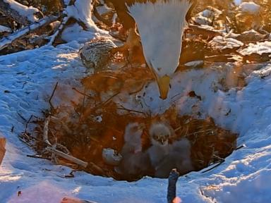 WATCH:  Viral bald eagle couple welcomes 3rd chick