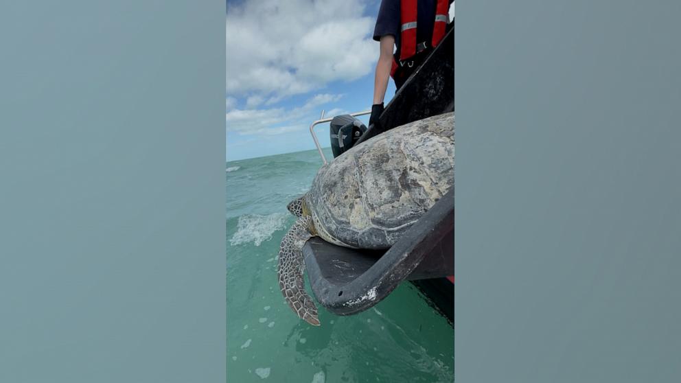 Sea turtle released back into ocean after flipper amputation | GMA