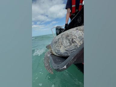 WATCH:  Sea turtle released back into ocean after flipper amputation