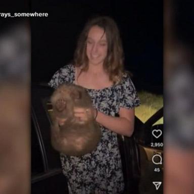 VIDEO: Influencer under fire for picking up wild baby wombat