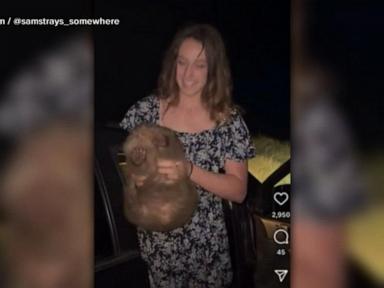 WATCH:  Influencer under fire for picking up wild baby wombat