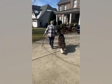 WATCH:  Dog walks great-grandma home so she doesn’t fall