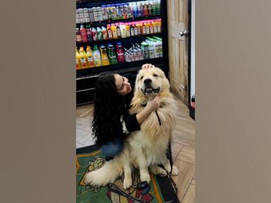 WATCH:  Golden retriever can't pass local bodega without saying 'Hi' to his girlfriend