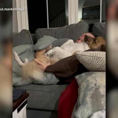 VIDEO: Dog goes viral for cuddling