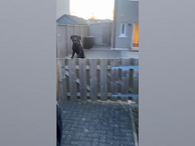 WATCH:  Dog leaps for joy seeing owner return home