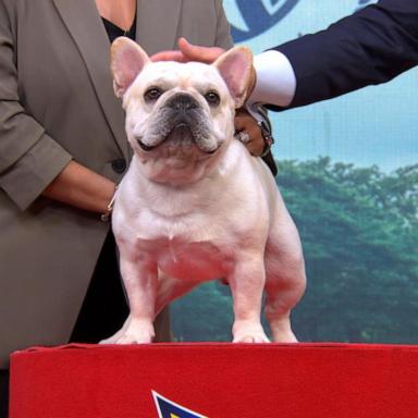 VIDEO: American Kennel Club reveals most popular dog breeds of 2025