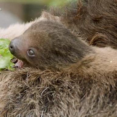 VIDEO: San Diego Zoo announces birth of baby sloth