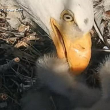 VIDEO: Internet-famous bald eagles welcome 3rd baby bird