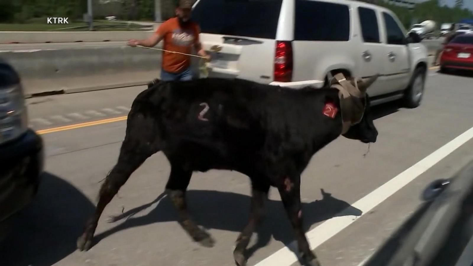 WATCH:  Loose cattle tie up traffic on Texas highway