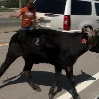 VIDEO: Loose cattle tie up traffic on Texas highway