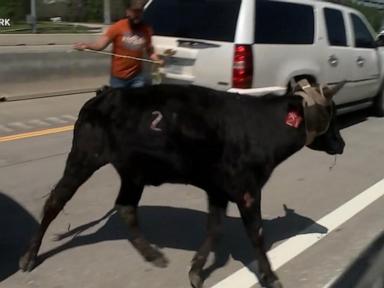 WATCH:  Loose cattle tie up traffic on Texas highway