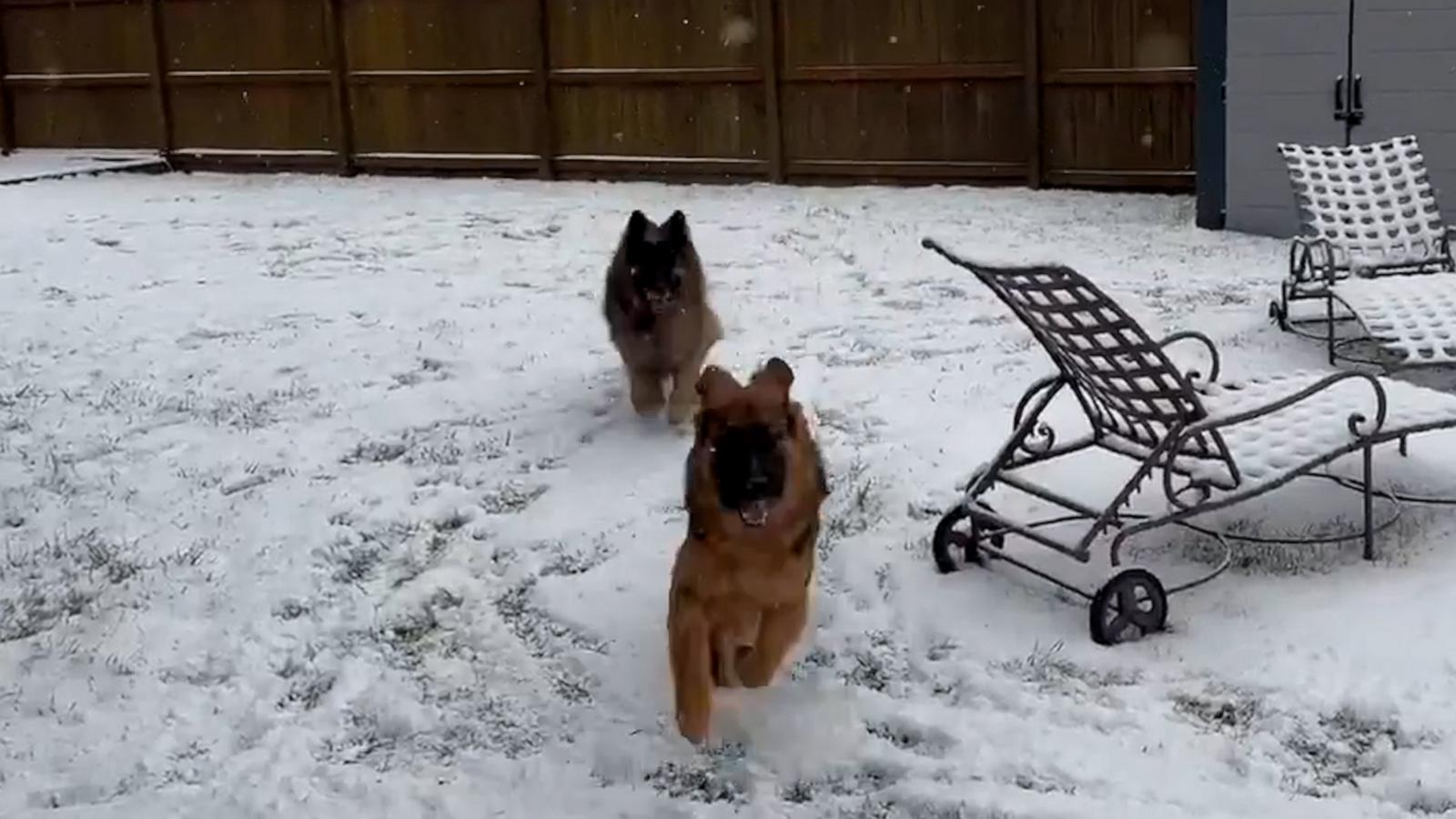 POV: You're a German Shepherd who loves snow