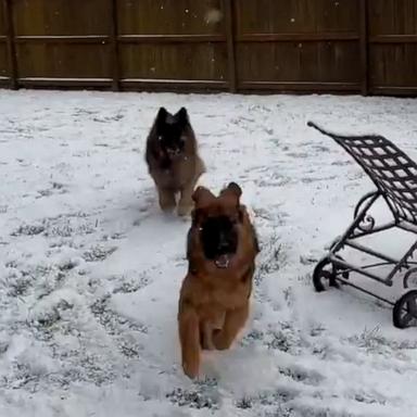 POV: You're a German Shepherd who loves snow