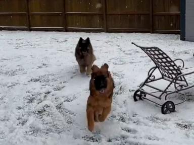 WATCH:  POV: You're a German Shepherd who loves snow