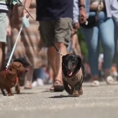 VIDEO: 500 dachshunds try to set world record
