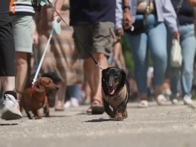 WATCH: 500 dachshunds try to set world record