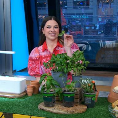 VIDEO: A beginners guide to growing your own herbs at home