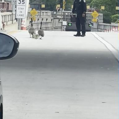VIDEO: Man helps family of geese safely across busy street