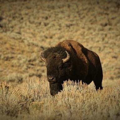 VIDEO: Florida man gored by bison at Yellowstone park