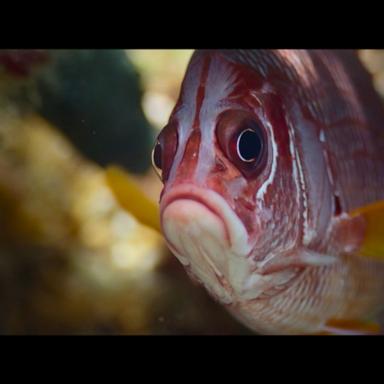 VIDEO: David Attenborough explores the ocean in new documentary