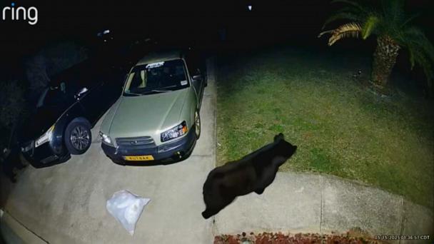 911 call and new video released of Florida bear attack