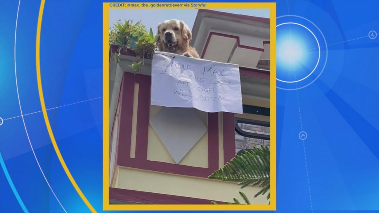 WATCH:  A golden retriever who can’t wait to say hello