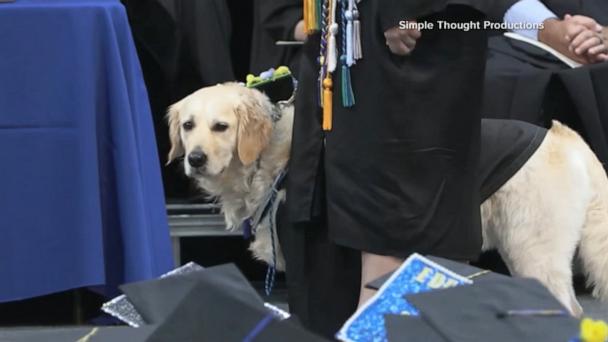 Service dog honored at college graduation